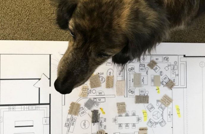 Designing a Dog-Friendly Home